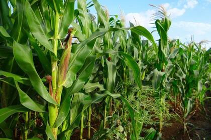 La cosecha francesa de maíz avanza lentamente tras las lluvias