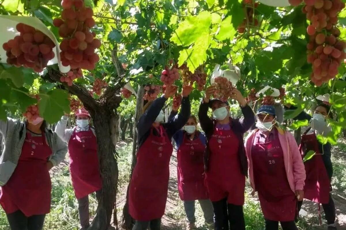 La cosecha se hace con mujeres