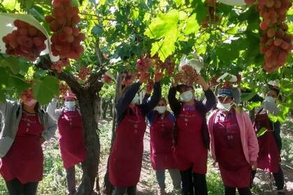 La cosecha se hace con mujeres