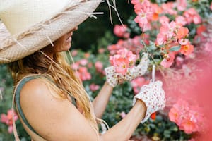 La cosmética sustentable recurre a los productos más frescos y naturales al alcance, como las rosas de un jardín en Chapadmalal.
