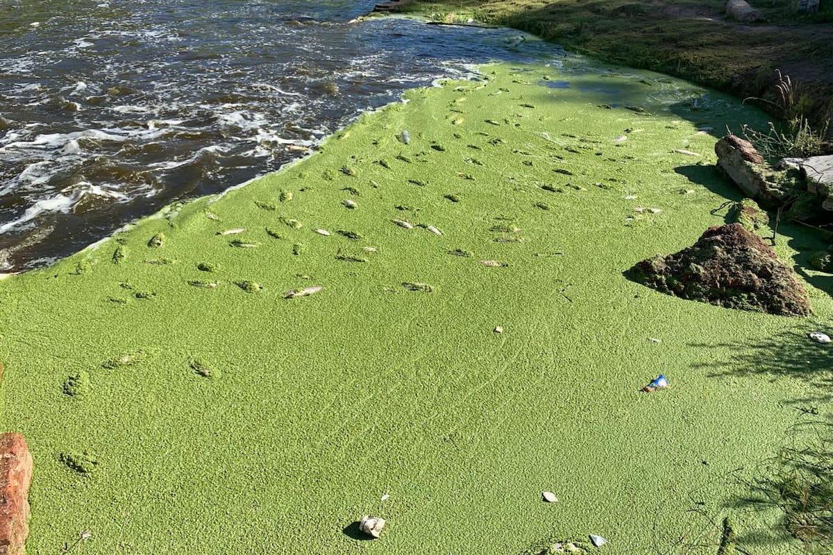 La costa de San Antonio de Areco este verano, durante una de las últimas mortandades