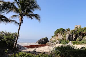 La costa de Tulum es una de las amenazadas por el sargazo que podría molestar a los turistas