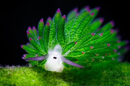 La Costasiella kuroshimae tambiés es capaz de llevar a cabo la cleptoplastia
