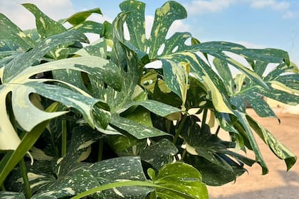 La costilla de Adán variegada o Monstera 'Thai Constellation' es una de las especies más llamativas y novedosas