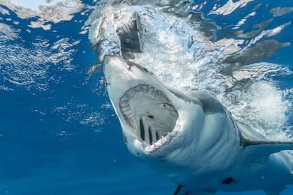 La costumbre de comer aleta de tiburón pone a la especie en riesgo (Foto Pexels)