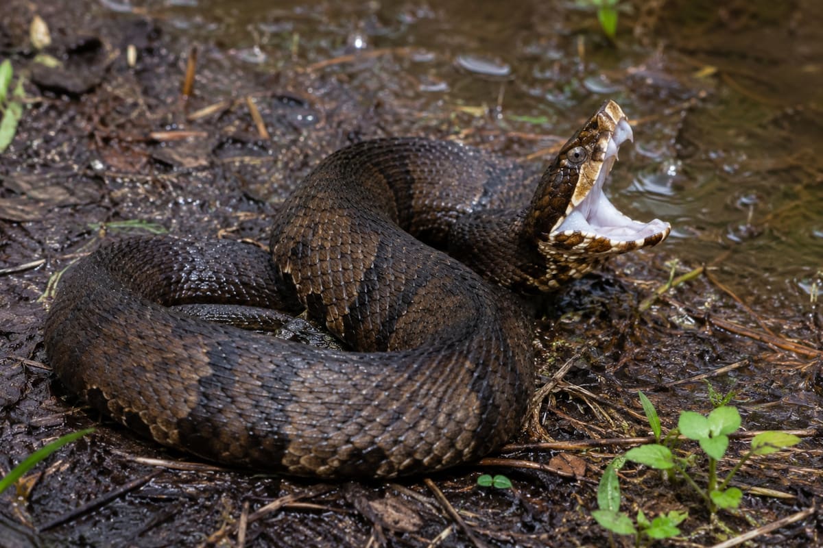 La cottonmouth es una serpiente venenosa conocida por su comportamiento defensivo y su característica boca blanca