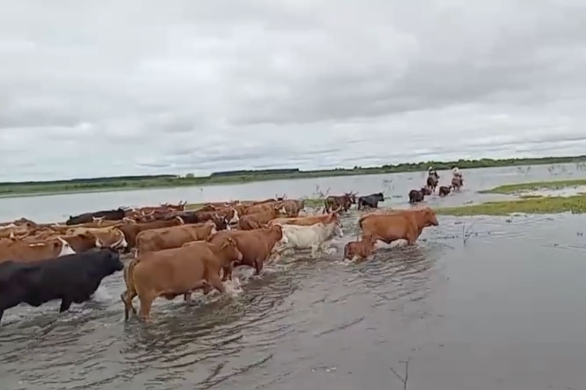 La crecida del Paraná avanzó sobre sectores ribereños de Corrientes, donde las zonas bajas y las áreas próximas al río están expuestas a las variaciones del nivel del agua