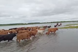 En un mes aumentó un 53,4% la superficie con agua en Corrientes