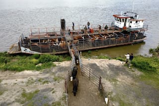 Un estudio del INTA reveló el millonario gasto de los productores para retirar el ganado de las islas