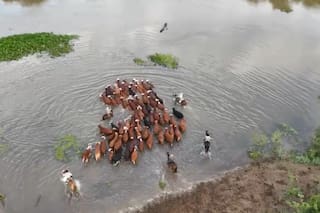 El agua avanza y con lanchas y barcazas la misión es salvar a miles de animales