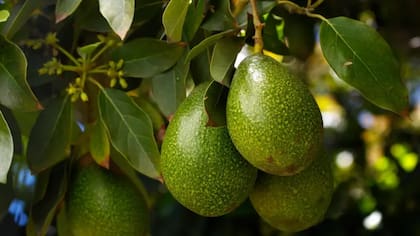 La creciente demanda de paltas en Europa y América del Norte ha triplicado la producción mundial en poco más de 20 años.