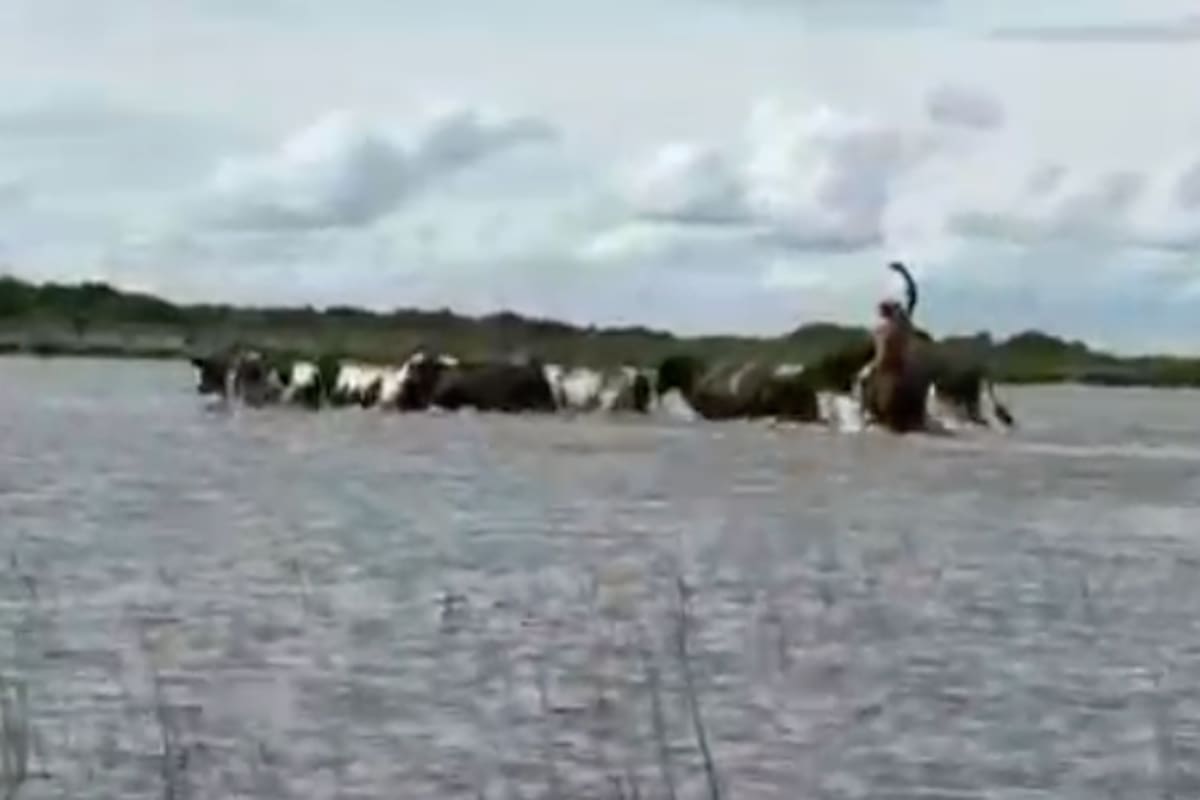 La creciente obligó a sacar más de 45.000 animales de las islas de Las Garzas, en Santa Fe; el estrés de los traslados, los terneros que quedaron en los bañados y la falta de campos para alojar la hacienda complican el panorama para el próximo ciclo reproductivo