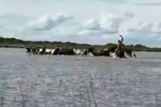 Los animales que conocen el camino y guían a miles de vacas para escapar de la inundación