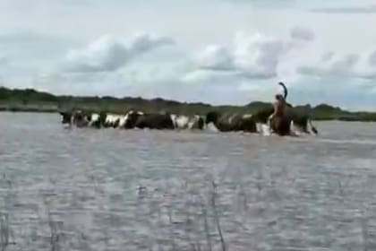 Los animales que conocen el camino y guían a miles de vacas para escapar de la inundación