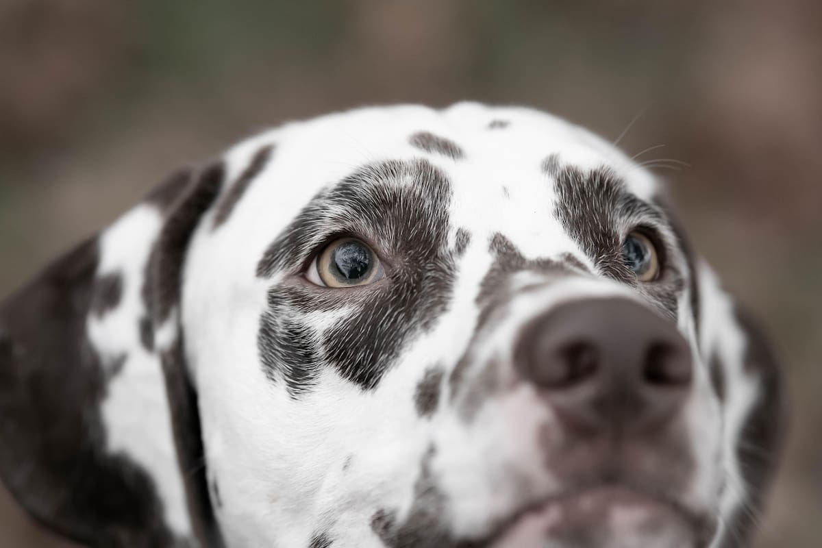 La creencia de que los perros ven el mundo en blanco y negro persiste en la cultura popular (Foto ilustrativa: PIXABAY)