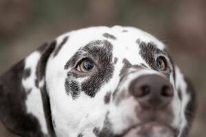 La creencia de que los perros ven el mundo en blanco y negro persiste en la cultura popular (Foto ilustrativa: PIXABAY)