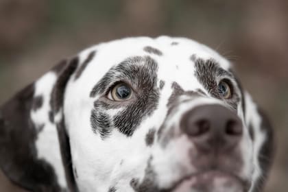 La creencia de que los perros ven el mundo en blanco y negro persiste en la cultura popular (Foto ilustrativa: PIXABAY)