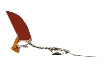 La cresta craneal representaba el 40 por ciento de su altura