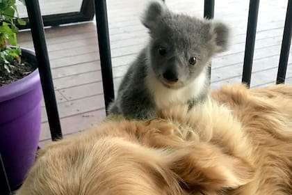La cría de koala apareció colgada de la espalda de Asha, la golden retriever.
