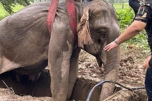 La cría de la mamá paquidermo también fue rescatada
