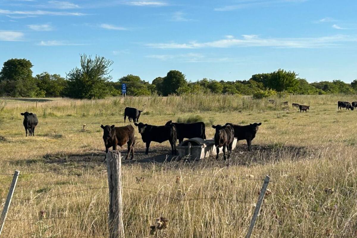 La cría necesitará actualizar sus indicadores de eficiencia productiva en el nivel nacional