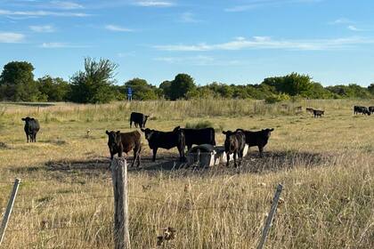 La cría necesitará actualizar sus indicadores de eficiencia productiva en el nivel nacional