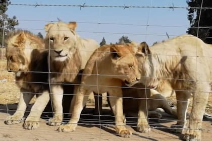 La crianza de estos animales incluye malos tratos que van de la mala alimentación hasta el hacinamiento, los golpes y el uso de drogas para mantenerlos sedados