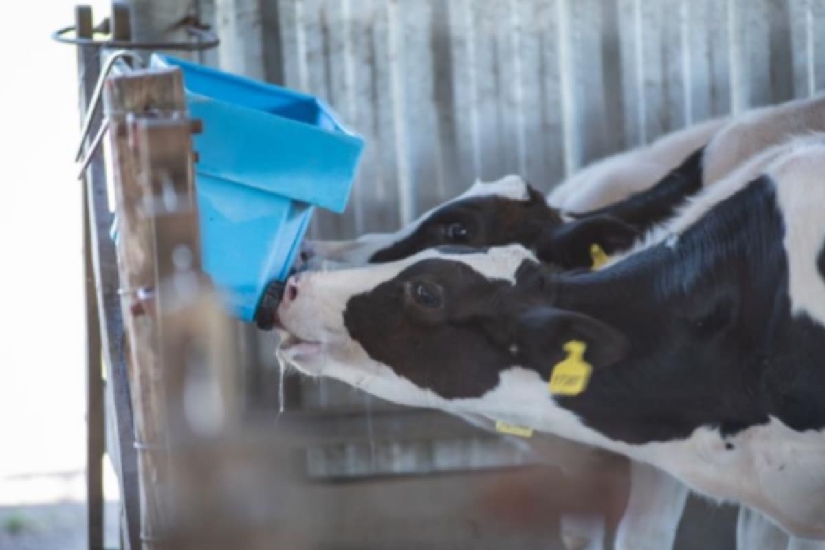 La crianza de terneros, un punto clave