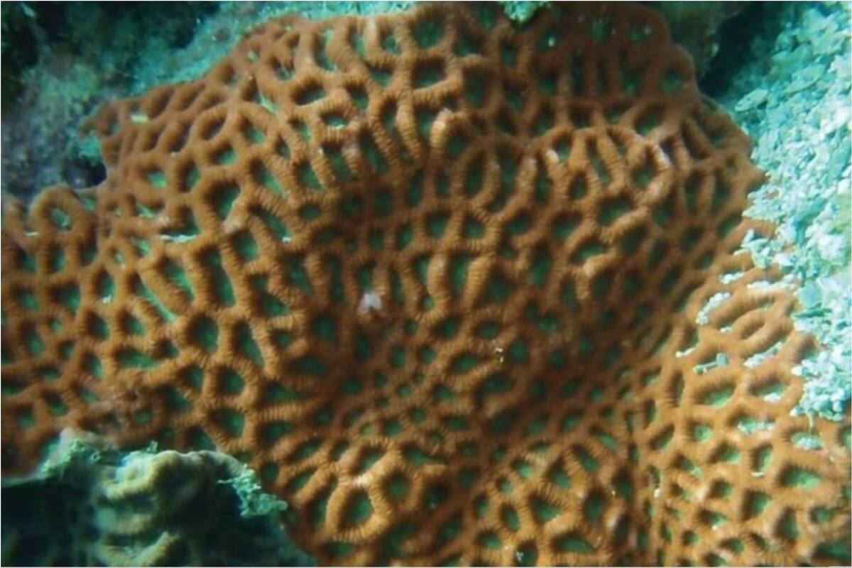 La criatura marina que dejó atónitos a los investigadores