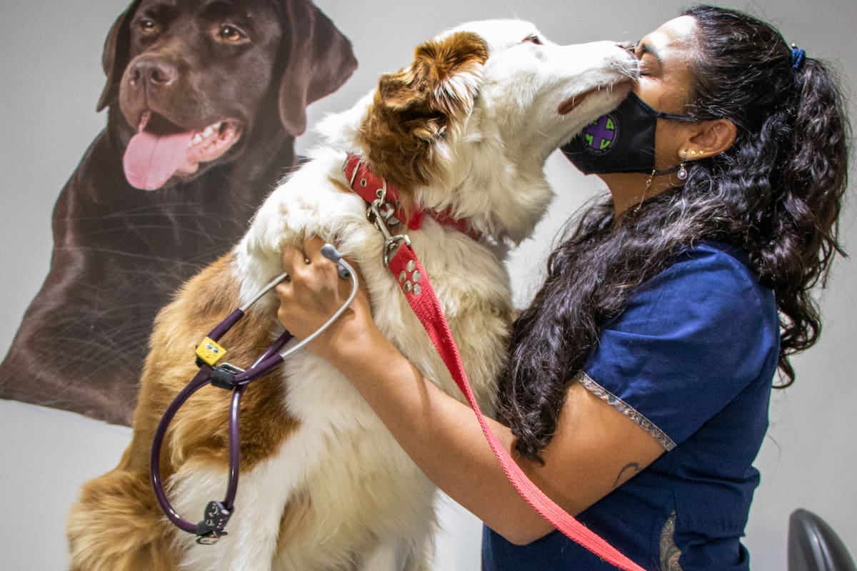 “La crisis empujó a que las personas se vuelquen hacia las obras sociales para mascotas, ya que los costos de las consultas y de los tratamientos en veterinarias son elevados", explican en el sector
