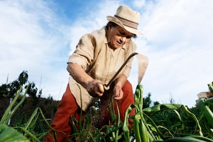 La crisis que enfrentan los agricultores de soja locales ante los recortes de fondos federales