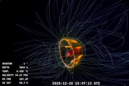 La Crossota millsae es una medusa poco conocida que halló el equipo científico de la UBA y el Conicet durante la última expedición del Falkor (too) de este año