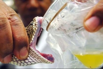 La crotoxina se extrae del veneno de la serpiente de cascabel (Crotalus durissus) y fue presentada como una droga eficaz contra el cáncer