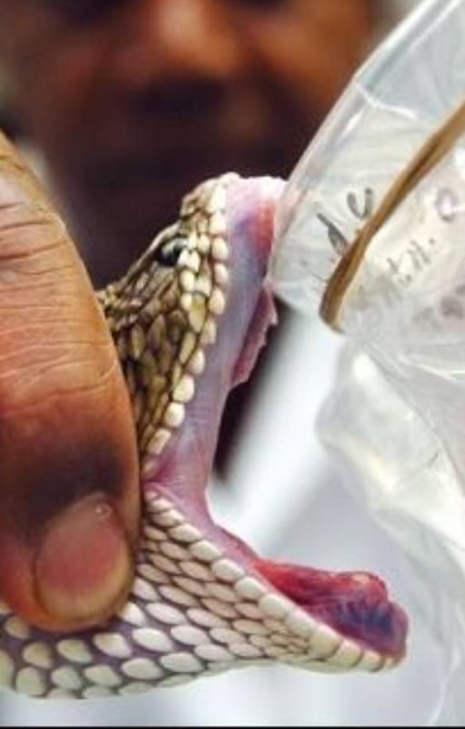 La crotoxina se extrae del veneno de la serpiente de cascabel (Crotalus durissus) y fue presentada como una droga eficaz contra el cáncer