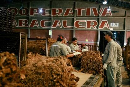 La CTM o Cooperativa Tabacalera de Alem es una entidad señera de este sector, y la de mayor volumen acopiado. Otras ocho empresas y cooperativas, todas ubicadas en Zona Centro, participan del acopio.
Crédito (Jorge Bidegain/Prensa Gob. de Misiones)