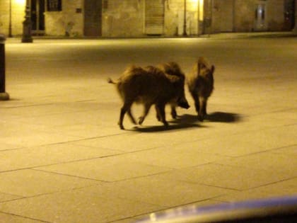 La cuarentena en Italia es extrema desde hace semanas y a través de las redes sociales italianos advirtieron sobre jabalíes en sus calles.