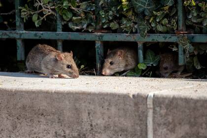 Nueva York sufre el brote de una rara enfermedad relacionada con ratas