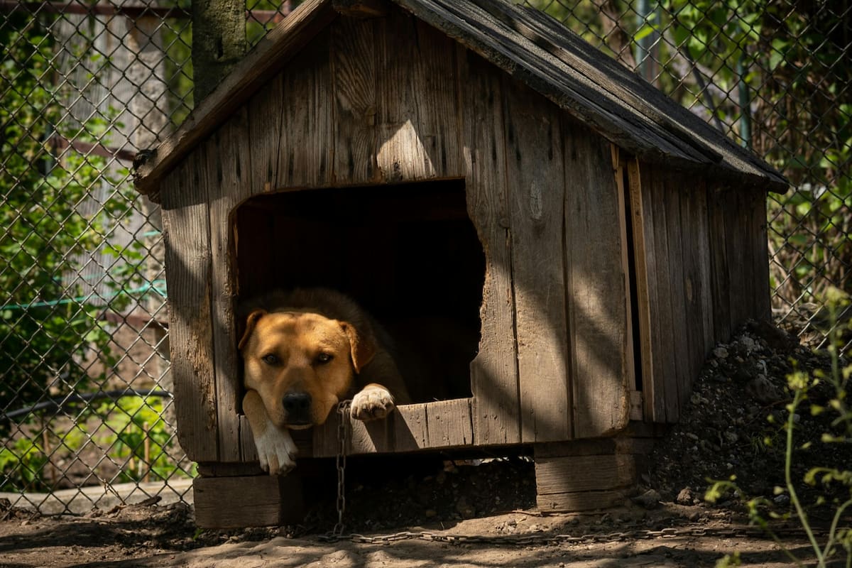 La cucha es el refugio personal del perro y su limpieza es fundamental para su bienestar