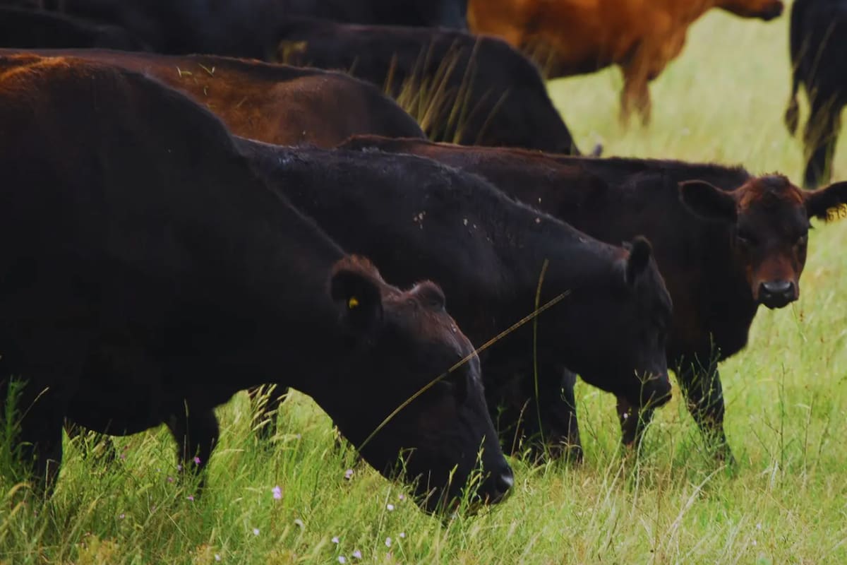 La cuenta es simple: 200 kilos por 4000 pesos por kilo dan 800.000 pesos, equivalentes a más de 600 dólares por cabeza, valores muy rentables