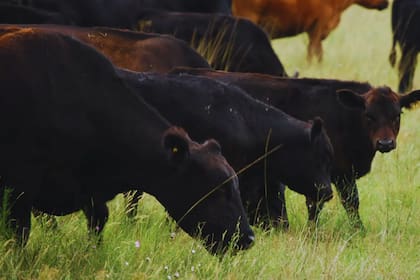 La cuenta es simple: 200 kilos por 4000 pesos por kilo dan 800.000 pesos, equivalentes a más de 600 dólares por cabeza, valores muy rentables