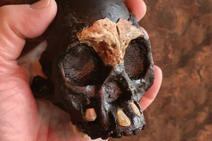 La cueva de los Homo naledi ofrece los primeros restos de un niño
