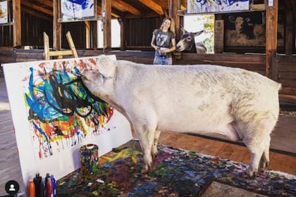 La culpa no es de la chancha, sino de su cuidadora, Joanne Lefson, que descubrió la pasión de Pigcasso por la pintura cuando el animal llegó a su santuario