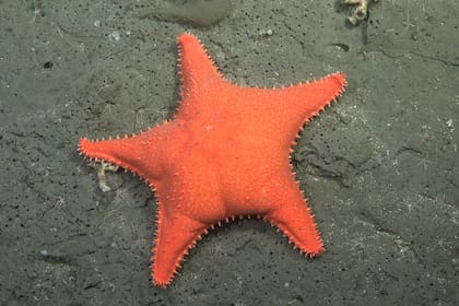 La curiosa estrella de mar que se convirtió en un emblema de los hallazgos de la expedición