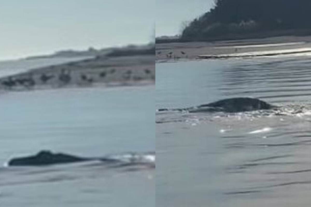 La curiosidad sobre la posible aparición del monstruo del Lago Ness