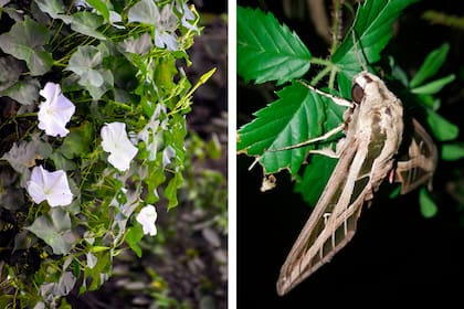 La dama de noche (izquierda) y una mariposa nocturna (derecha), ambas necesitan de la noche para su supervivencia