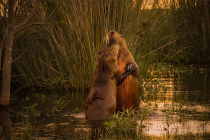 La danza de los carpinchos en el Ecoparque Salto Grande, un predio de 20 hectáreas con fauna y flora regional