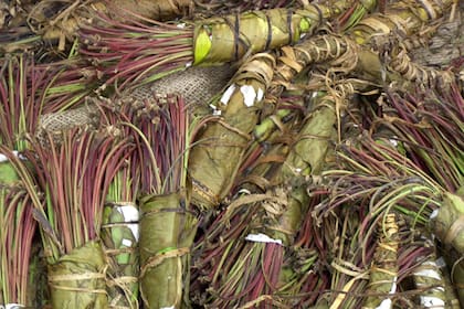 La DEA identifica a la catina y la catinona como los dos ingredientes activos presentes en el khat