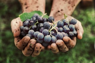 Vinos naturales: cómo son y cuáles probar