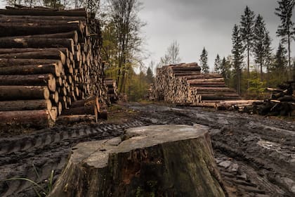 La deforestación contribuye a degradar la tierra y aumentar el cambio climático