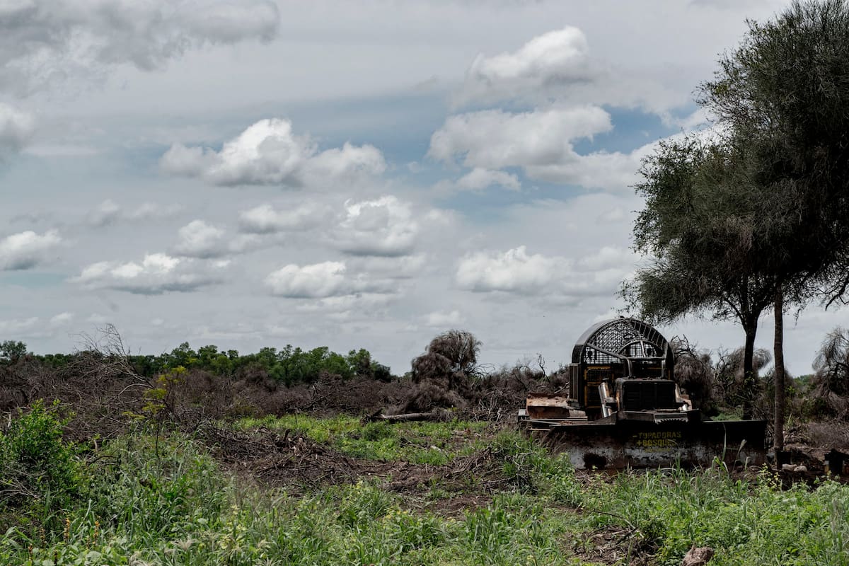 La deforestación en bosques nativos del norte afectan la biodiversidad y aumentan el riesgo de catástrofes climáticas
